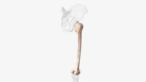 The tibia, or shinbone, is the most commonly fractured long bone in the body Video stock 246534002
