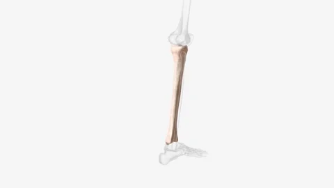 The tibia, or shinbone, is the most commonly fractured long bone in the body Video stock 246534005