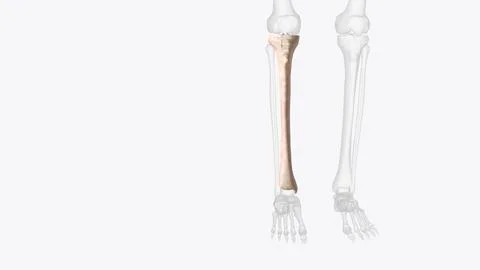 The tibia is second longest bone in your body Stock Illustration