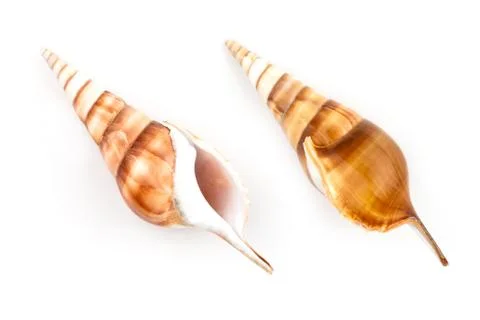 Tibia Shell (Tibia Curta) Stock Photos