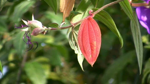 Tibouchina Organensis Stock Footage