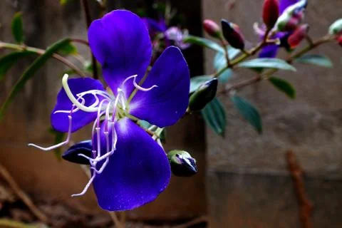 Tibouchina Semidecandra Stock Photos