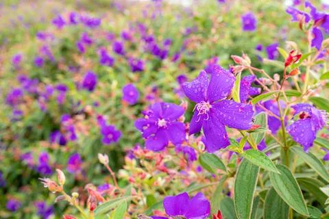 Tibouchina semidecandra Stock Photos