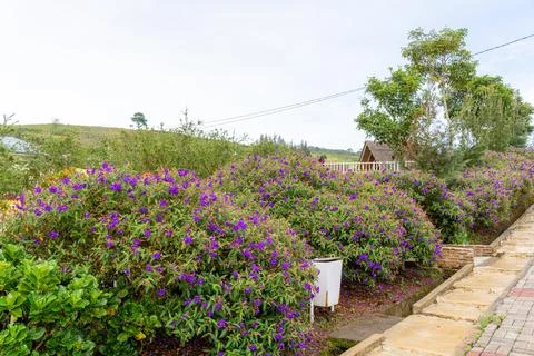 Tibouchina semidecandra Stock Photos