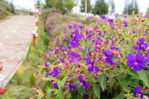 Tibouchina semidecandra Stock Photos