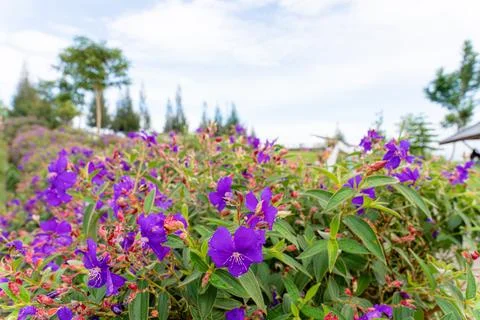 Tibouchina semidecandra Foto stock