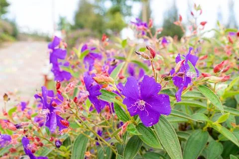 Tibouchina semidecandra 스톡 사진
