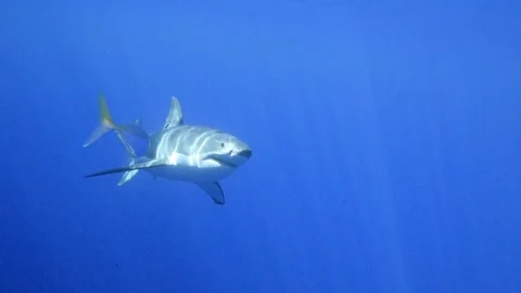 Tiburón blanco nadando Stock Footage 131355744