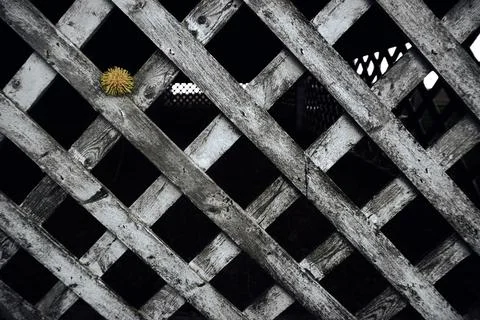 Tic-Tac-Dandy Stock Photos