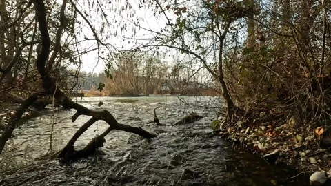 Ticino River flowing through a fallen tree Stock Footage 313303493
