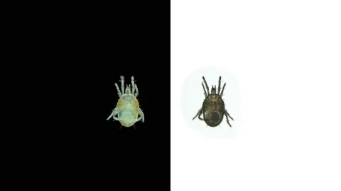 Tick acari order Trombidiformes under a microscope, superfamily Tydeoidea. Stock Footage 155495136