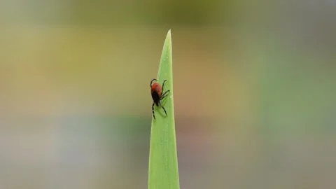 Tick aka Ixodes ricinus is walking on the grass straw.  Stock Footage 271196834