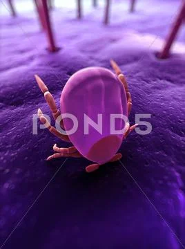 Tick, artwork Stock Illustration