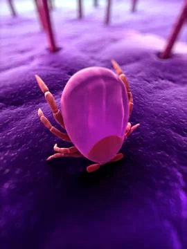 Tick, artwork Illustrazione stock