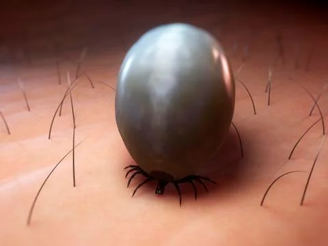 Tick, artwork Illustrazione stock