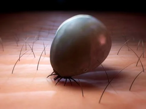 Tick, artwork Stock Illustration