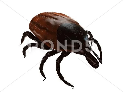 Tick, artwork Stock Illustration