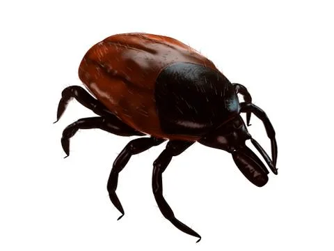 Tick, artwork Illustrazione stock