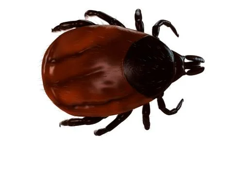 Tick, artwork Stockillustratie