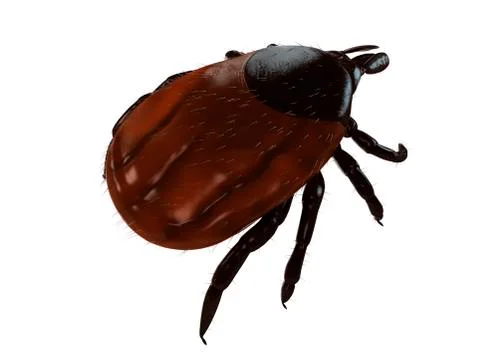 Tick, artwork Stockillustratie