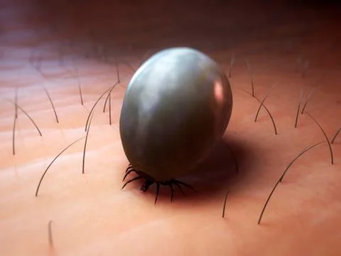 Tick, artwork Illustrazione stock