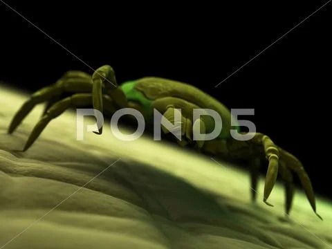Tick, artwork Stock Illustration