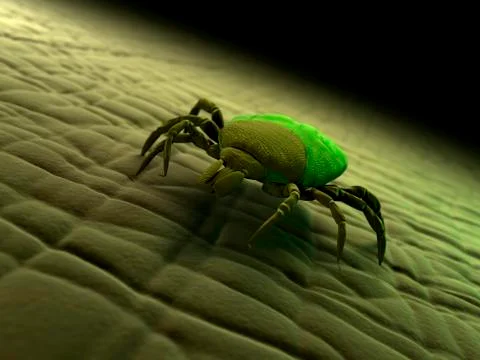 Tick, artwork Stockillustratie