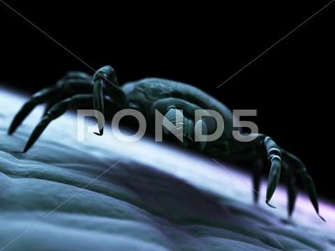 Tick, artwork Stock Illustration