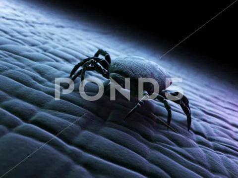 Tick, artwork Stock Illustration
