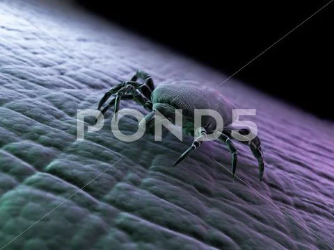Tick, artwork Stock Illustration