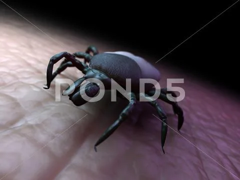 Tick, artwork Stock Illustration