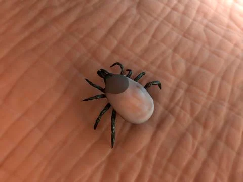 Tick, artwork Illustrazione stock