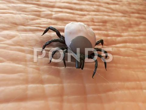 Tick, artwork Stock Illustration
