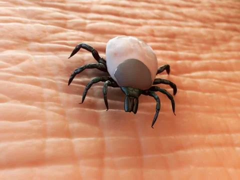 Tick, artwork Illustrazione stock