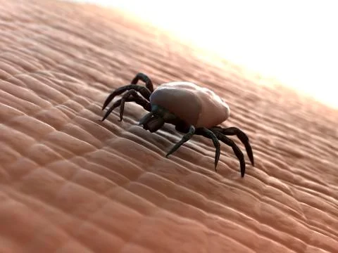 Tick, artwork Stockillustratie