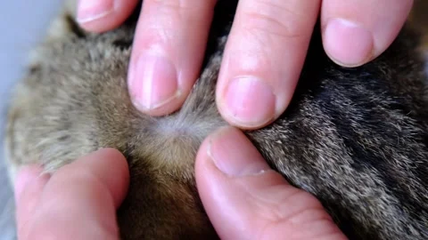 The tick bit into the skin of the cat under the fur, removing the tick Stock-Footage 330305975