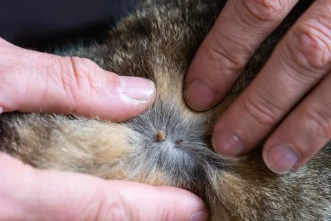 The tick bit into the skin of the cat under the fur, removing the tick Stock Photos