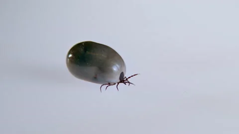 Tick with blood on a white background close-up. Stock Footage 199626570