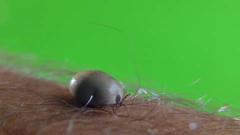 Tick-borne Encephalitis on chroma key background. Stock Footage 199623816