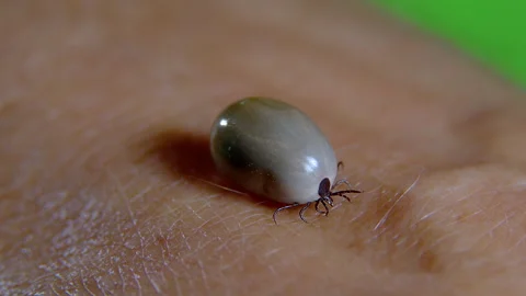 Tick-borne Encephalitis on chroma key background. Stock Footage 199628437
