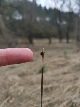 Tick brown sitting on blade of grass stalk and waiting for the victim Fotos Stock