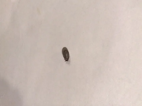 Tick called Ixodes ricinus. Stock Footage