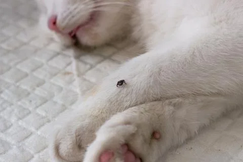 Tick on cat Stock Photos