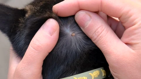 Tick on a cat. Selective focus. Stock Footage 308234137