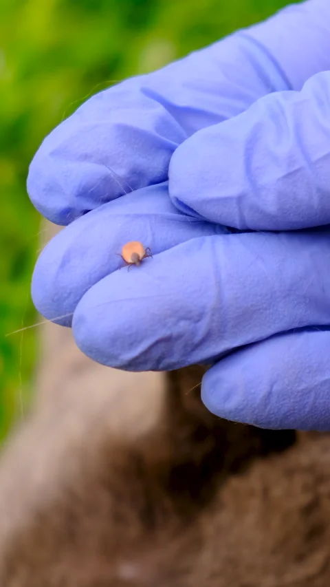 Tick on a cat. Selective focus. 库存影片 335881490