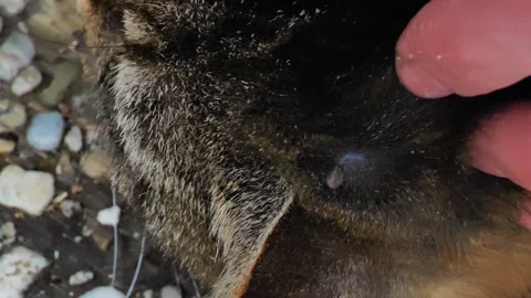 Tick ​​in a cats head. Removing a tick from the animal. 動画素材 338184923
