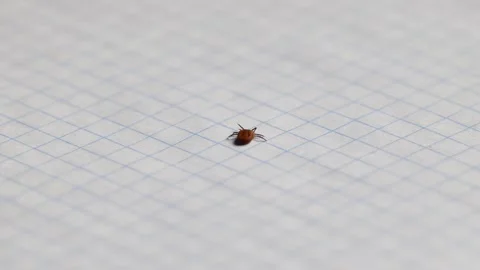 Tick on checkered paper spreading disease and infection risk to humans and pets Stock Footage 344697502