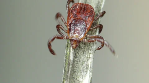 Tick cleaning itself on a blade of grass. Stock-Footage 37324975