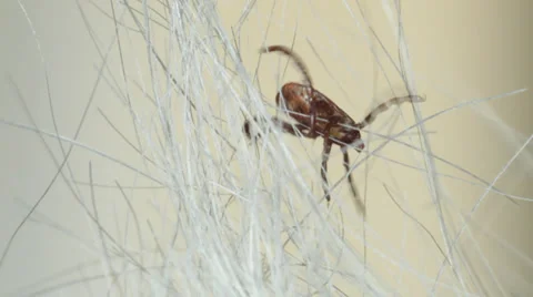 Tick climbing down into white dog fur. Stock-Footage 37326789