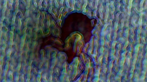 Tick up close parasite Video stock 77197611